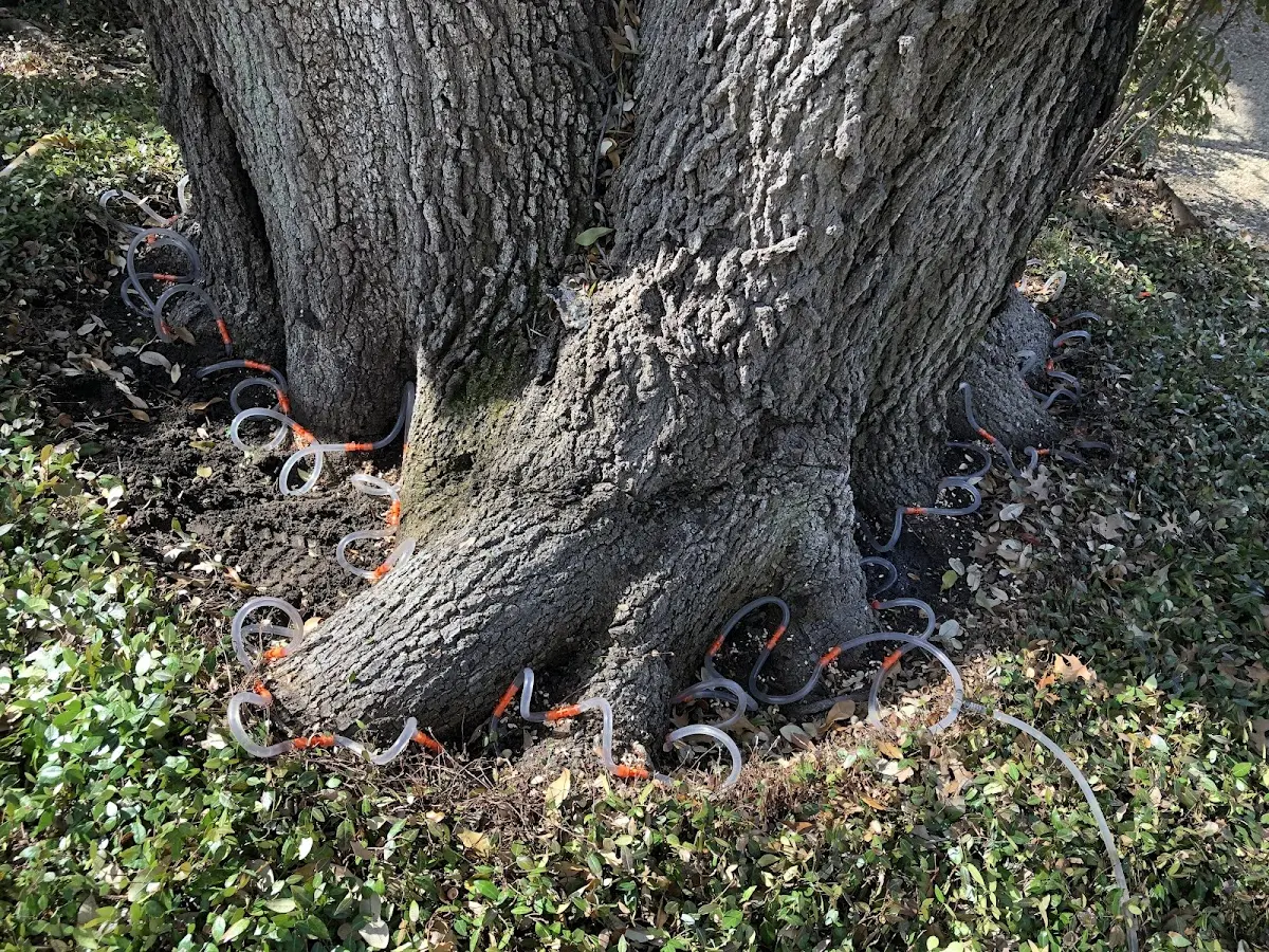 Detailed Tree Cabling and Bracing job site in Pomona Park