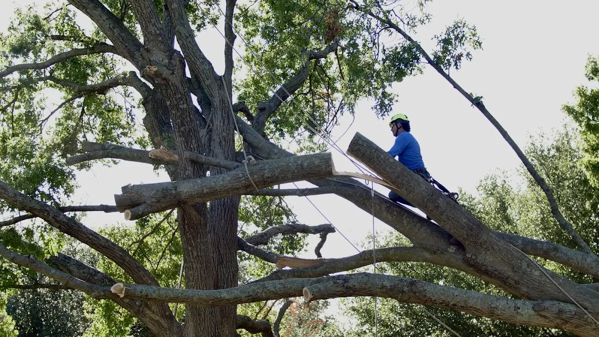 Professional Hazardous Tree Removal performed by certified arborists in Pomona Park