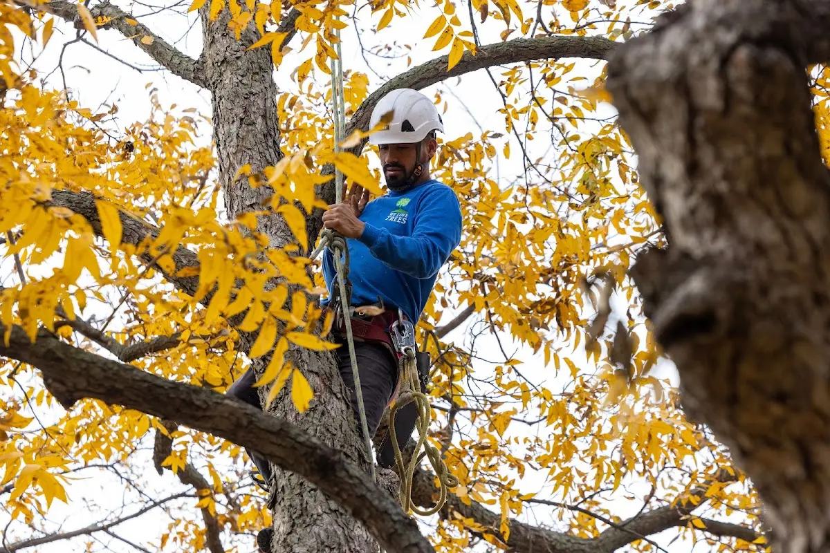 Skilled Tree Pruning crew working in Pomona Park